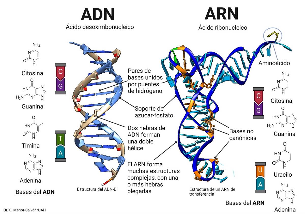 El mundo ARN un poco más cerca de entender el origen de la vida