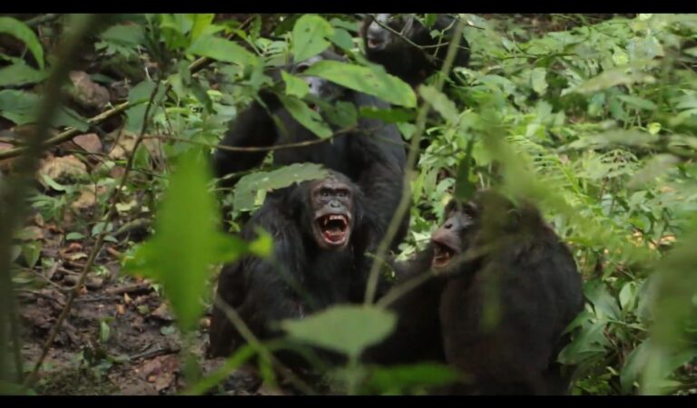 La división de un grupo de chimpancés provoca una ‘guerra civil’ entre ...